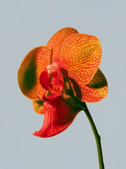 A photograph of an orange and red orchid against a pale grey background